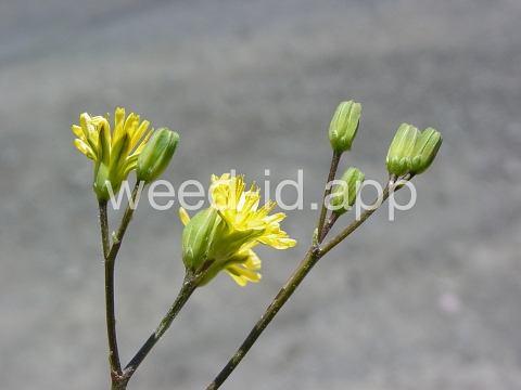 nipplewort